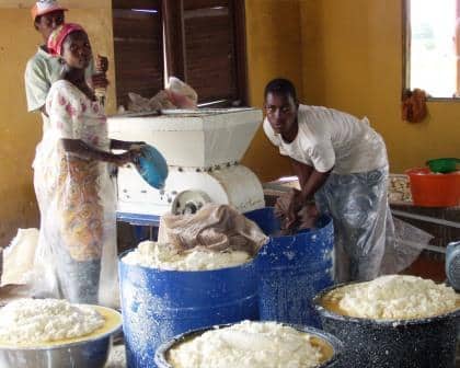 Food production using cassava