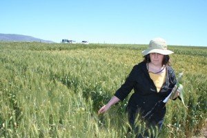 Ida Paul inspecting a wheat field crop