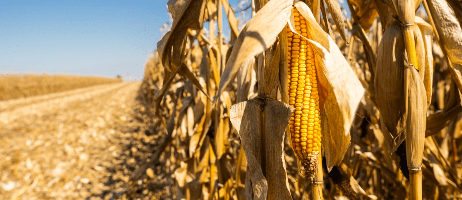 Corn Field