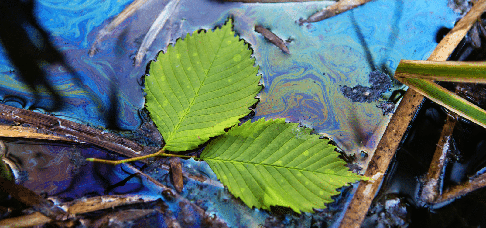 Photo of oil spill in river