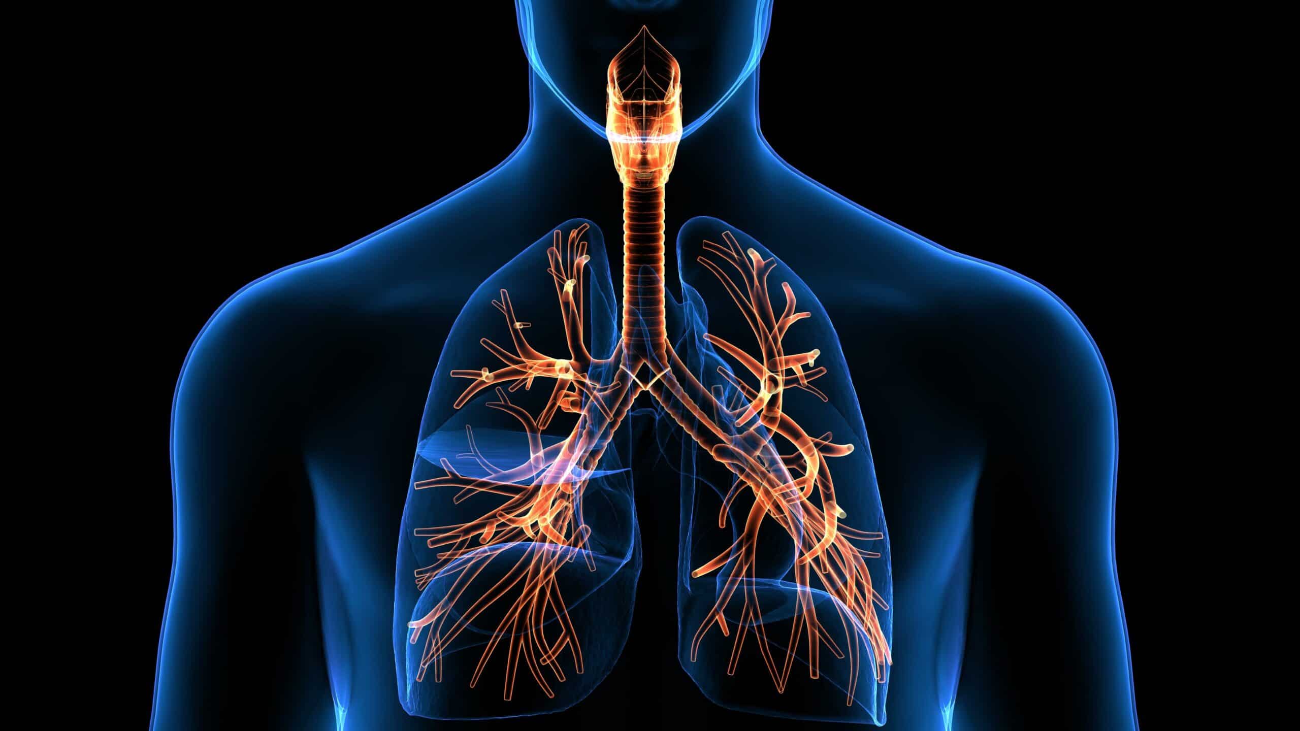 Diagram of lungs