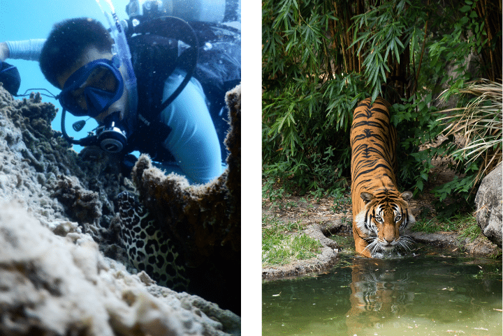 Photo of Yew Aun diving; Tiger in Malaysia