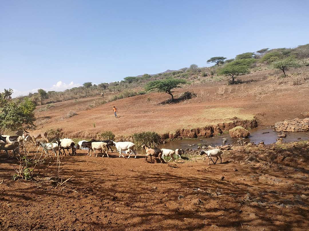 Photo of goats grazing on dry land