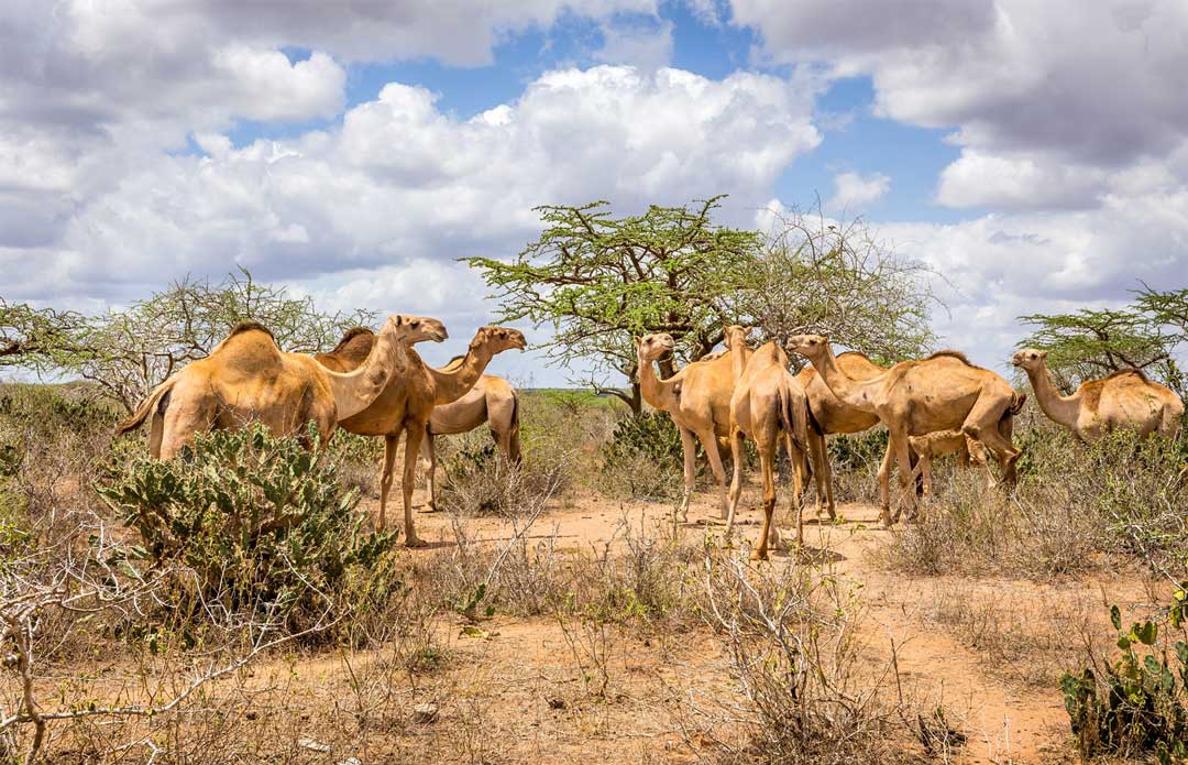 Photo of camels