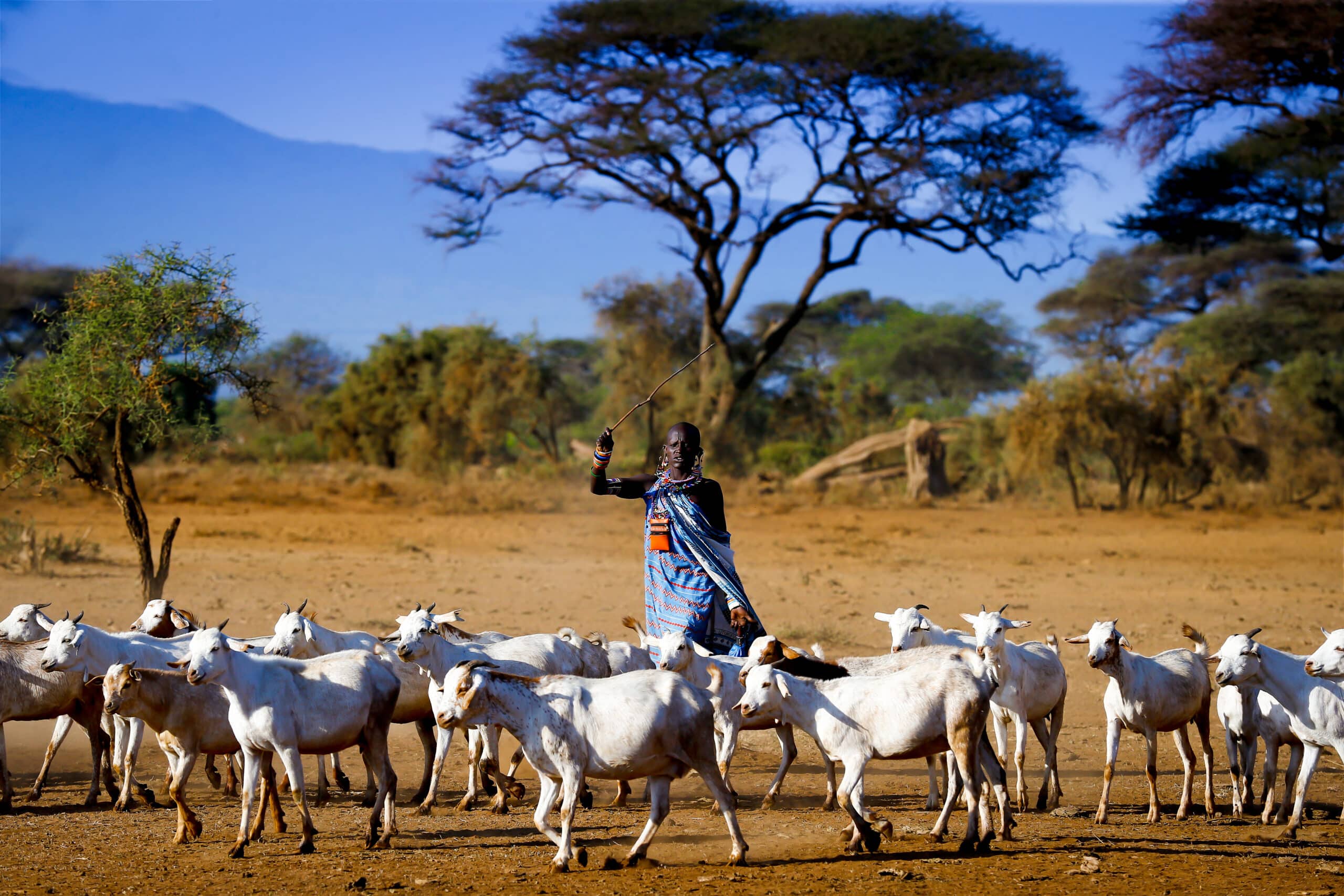 Photo of woman farmer herding goats
