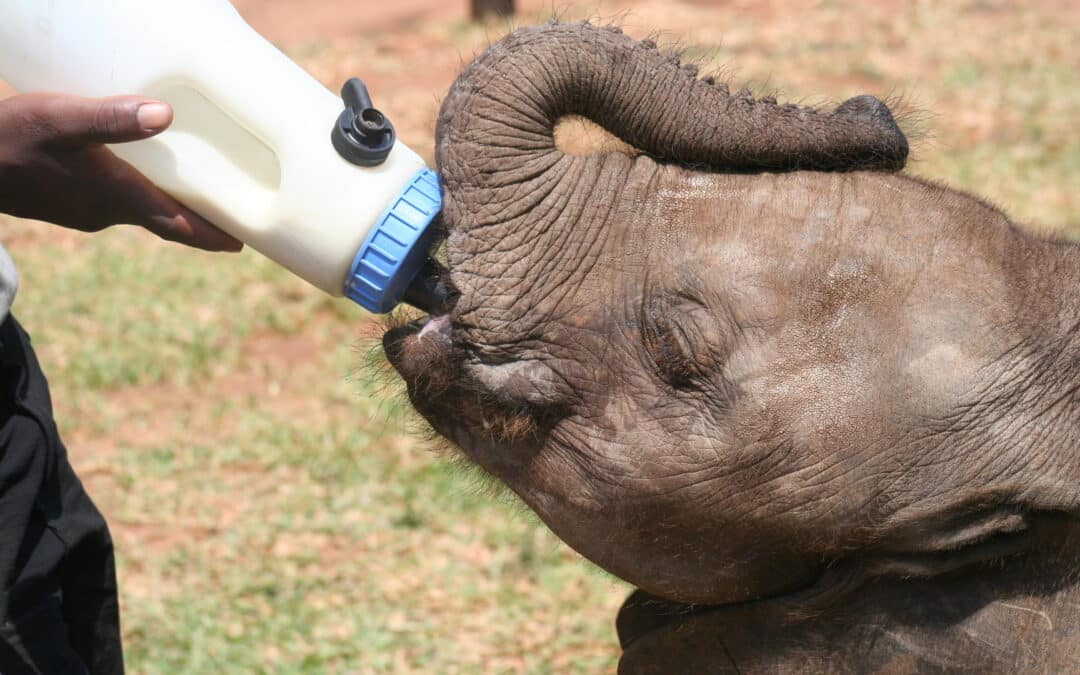 Photo of baby elephant being fed