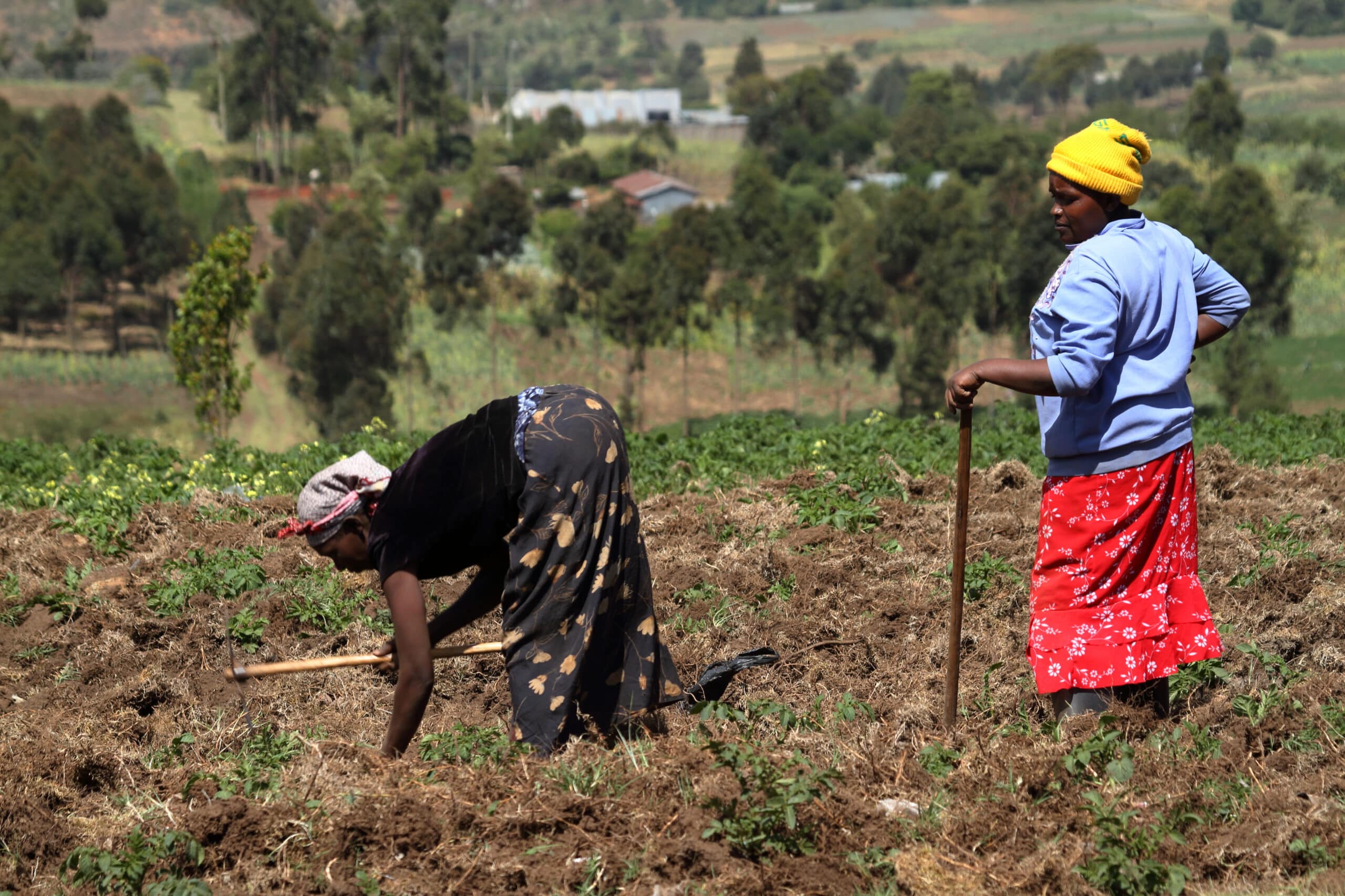 Two female farmers looking after crops