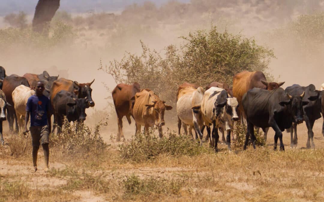 Shielding communities from animal disease in climate risk areas of Kenya