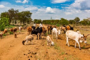 Cattle and sheep being herded