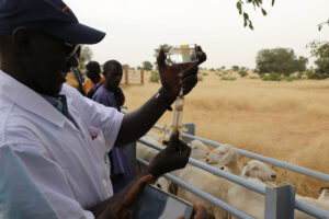 Veterinary officer preparing the vaccination of sheep