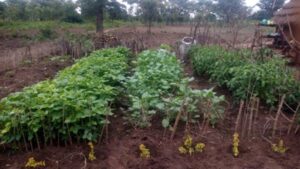 Kitchen garden in Asamuk Area Programme in Amuria district