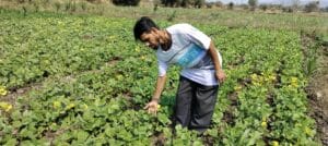 UTMTS farmer in his agricultural land inspecting cultivation