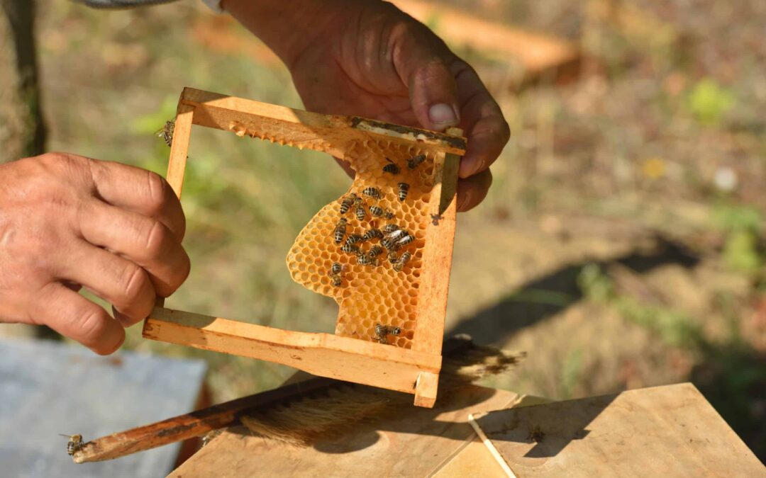 Promoting beekeeping to tackle climate-induced agricultural challenges in India