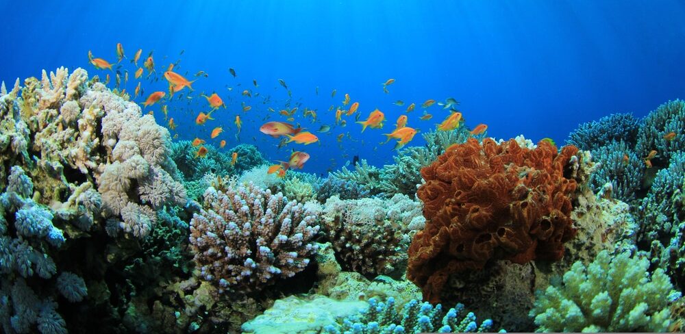 Using research and community engagement to save coral reefs in the Caribbean islands