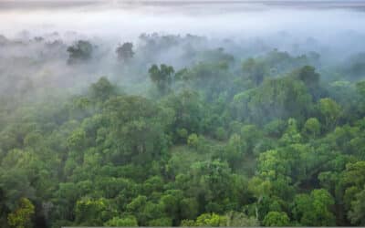 Uniting indigenous knowledge and forest management expertise to safeguard Kenya’s Eburru Forest