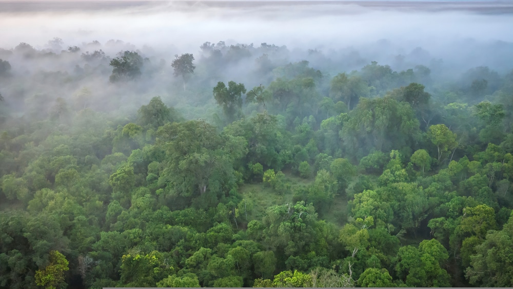Uniting indigenous knowledge and forest management expertise to safeguard Kenya’s Eburru Forest