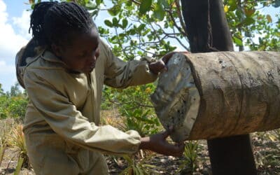 Empowering Ugandan Farming Communities through Bees and Black Soldier Flies