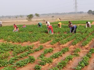 People participating in agricultural farming in a field