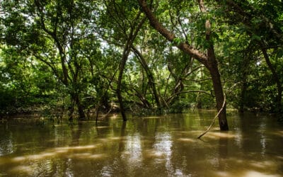 Promoting indigenous knowledge for sustainable mangrove restoration in Ghana’s Volta River Estuary