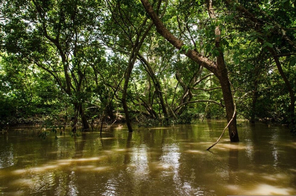 Promoting indigenous knowledge for sustainable mangrove restoration in ...