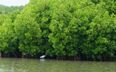 Engaging Vyapin island fisher communities in mangrove restoration and ocean clean-up initiatives in Kerala, South India