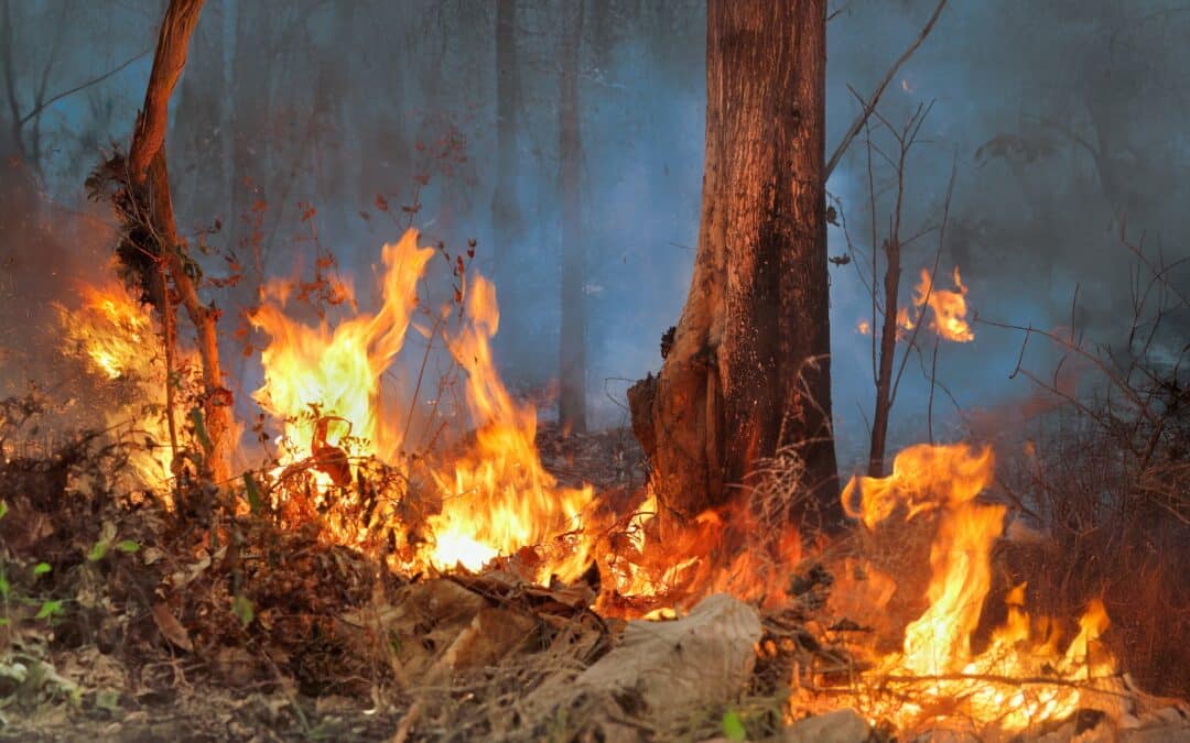 Strengthening local forest governance in Cameroon