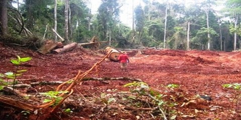 Timber exploitation by local users and timber companies